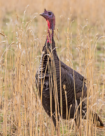 Turkey_WC_12