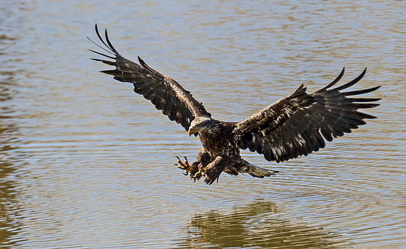 Bald_eagle_110
