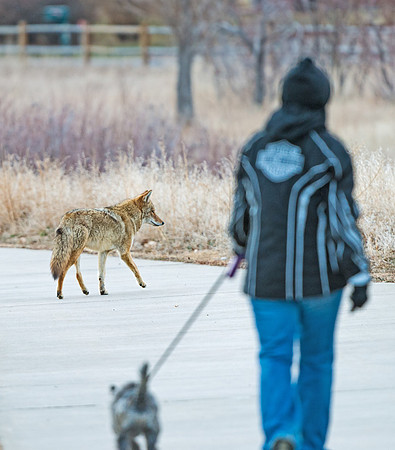 Coyote_22
