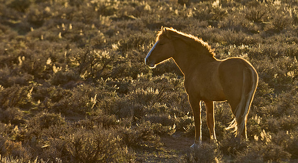 Wild_horse_17