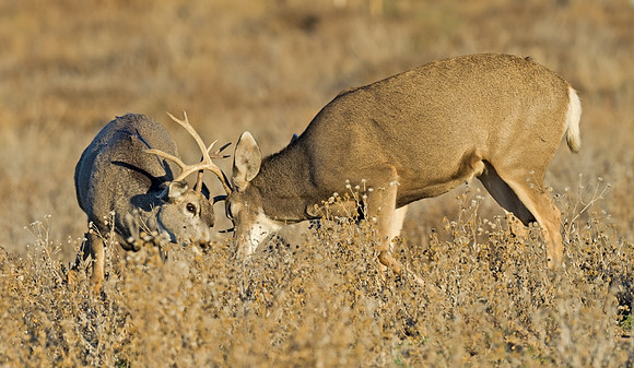Mule_deer_buck_41