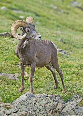 Bighorn_ram_17