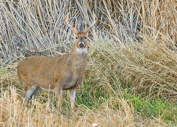 White-tailed_deer_48