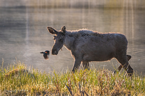 Moose_RMNP_2022_21