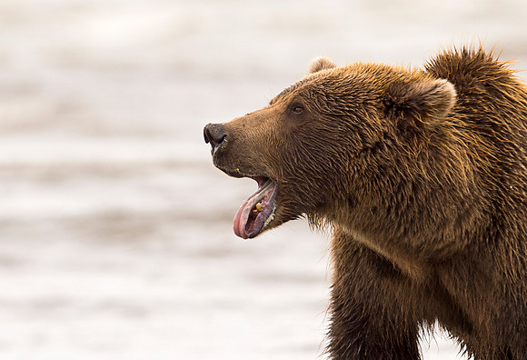Brown_bear_LC_8