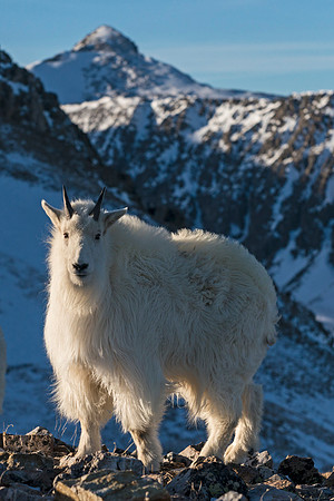 Mountain_Goat_44