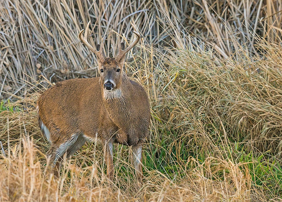 White-tailed_deer_54