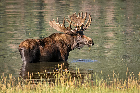 Moose_RMNP_2022_22