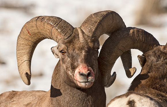 Bighorn_Ram_Battle_Shoshone_2