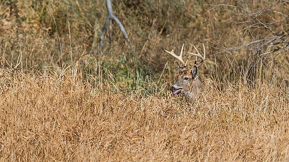 White-tailed_deer_44