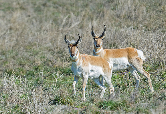 Pronghorn_antelope_6