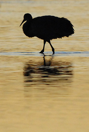 Sandhill Silhouette