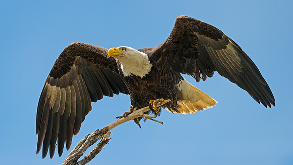 Bald_eagle_21