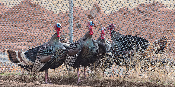Turkey_WC_17