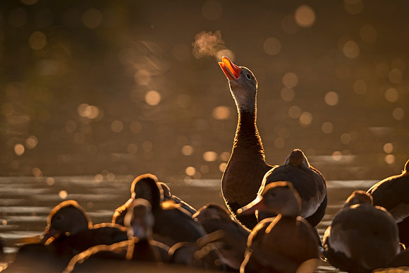 Black-bellied_whistling_duck_LFP_2022_5