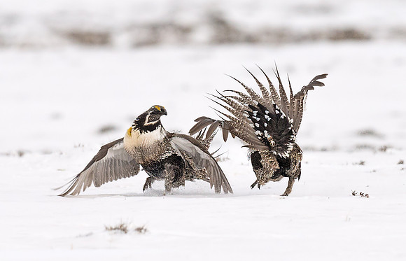 Sage_Grouse_1