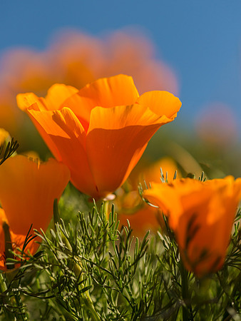 Antelope_Valley_Poppies_2