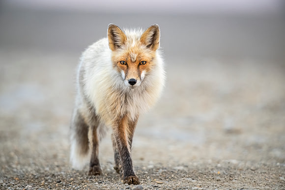 Red_fox_Nome_2023_5