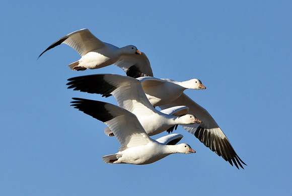 Flying Snow Geese