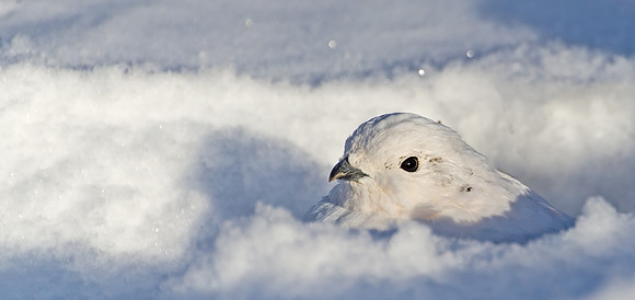 White-tailed_ptarmigan_19