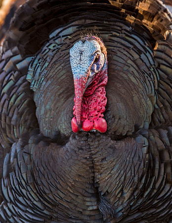 Turkey_WC_3