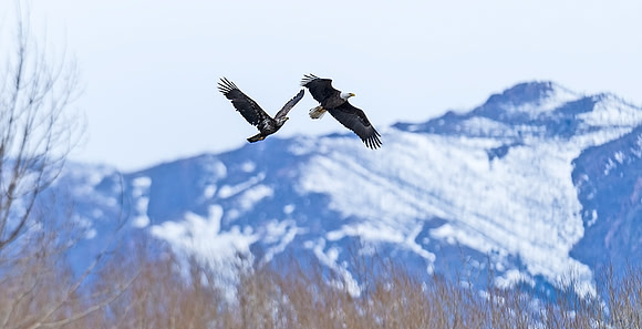 Bald_eagle_72