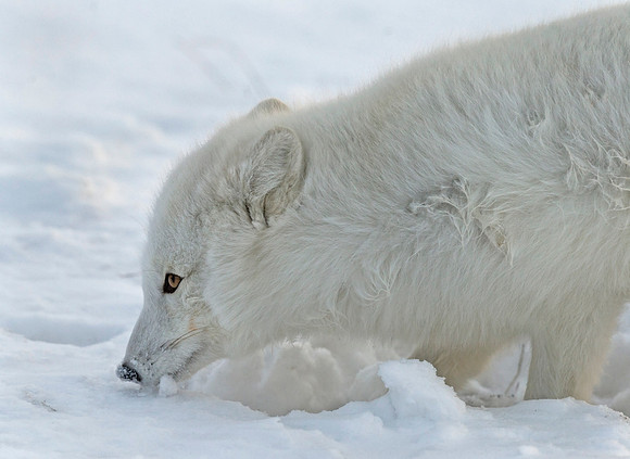 Arctic_Fox_3