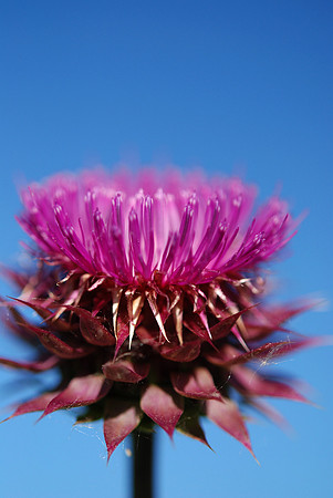 Thistle Bud