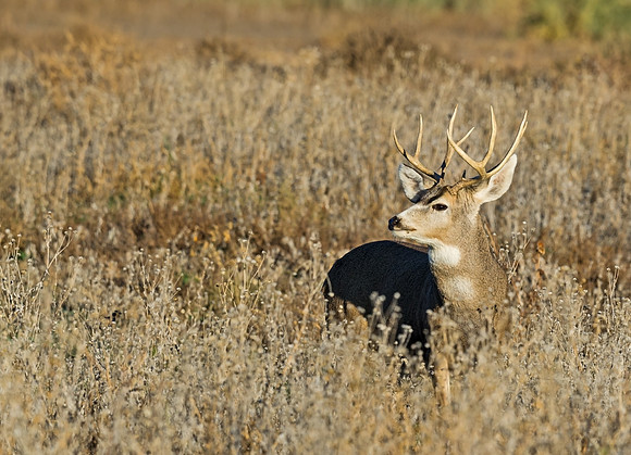 Mule_deer_buck_39