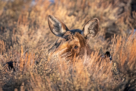 Moose_GTNP_2021_3