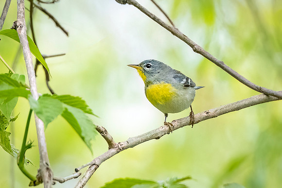 Northern_Parula_MageeM_2024_1