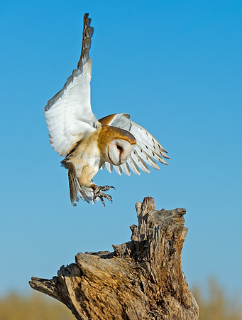 Barn_owl_2