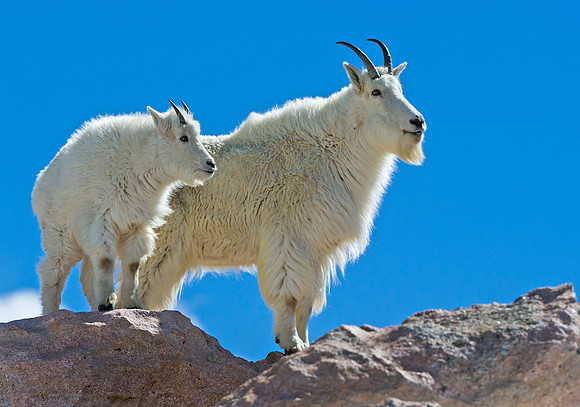 Mountain_Goat_13