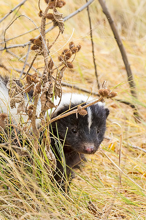 Striped_skunk_BDANWR_2016_1