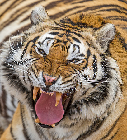 Siberian_Tiger_3