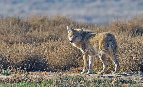 Coyote_9