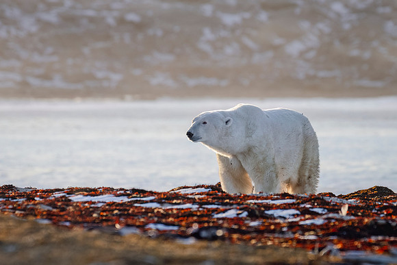 Polar_bear_CH_2024_5
