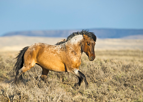 Wild_horse_25