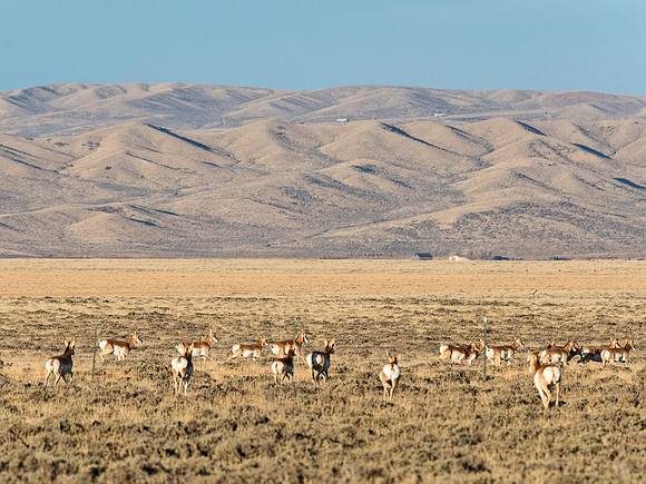 Pronghorn_antelope_17
