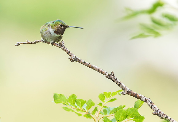 Hummingbird_4