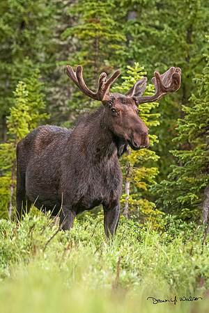 Moose_LDR_2022_2