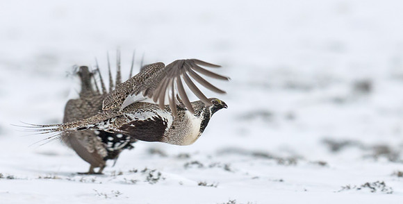 Sage_Grouse_7