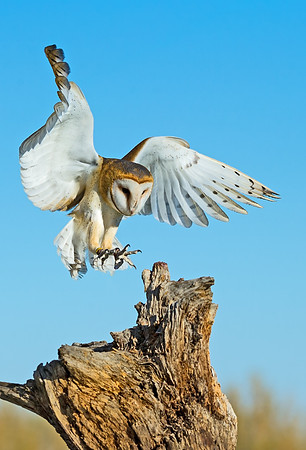barn_owl_4