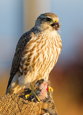 Prairie_falcon_4