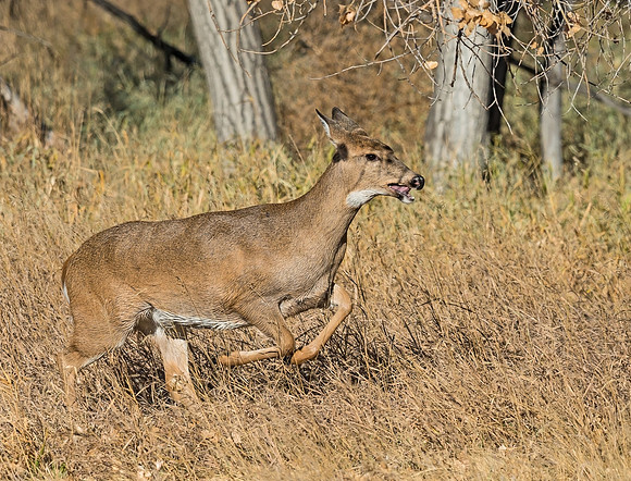 White-tailed_deer_23