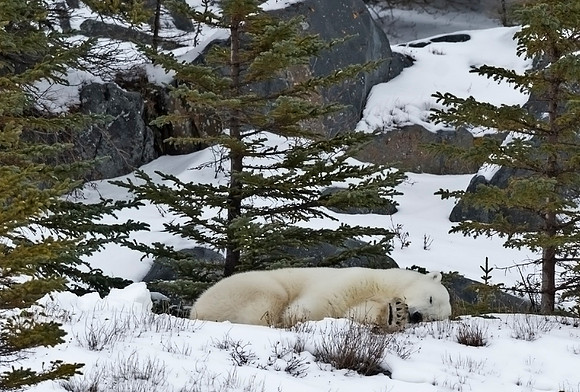 Polar_Bear_CH_1