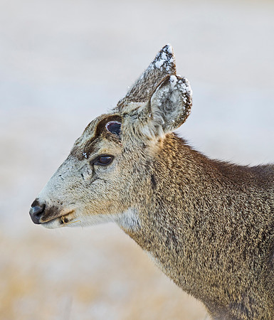 Mule_deer_83