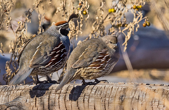 Gambels_quail_3