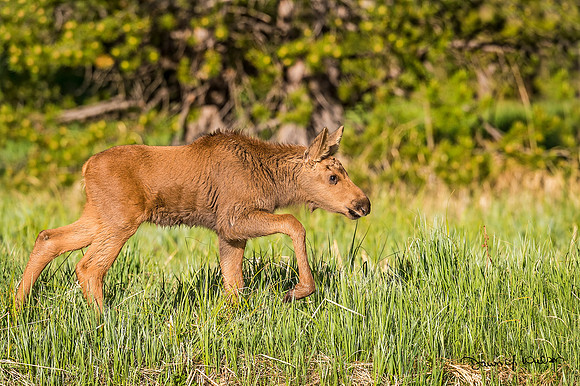 Moose_RMNP_2018_15
