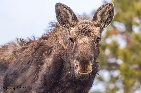 Moose_Allenspark_2019_1